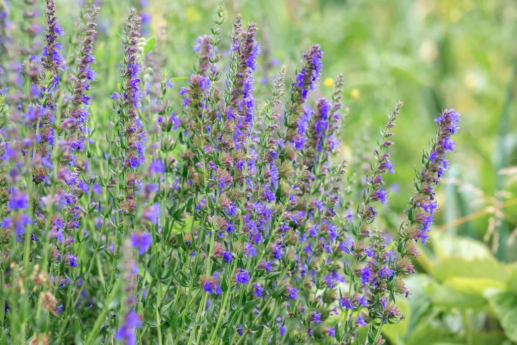 Hyssop Seed Pack