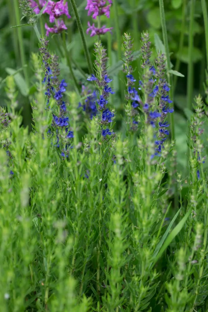 Hyssop Seed Pack