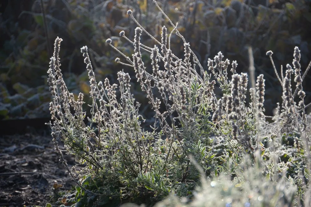 Hyssop Seed Pack