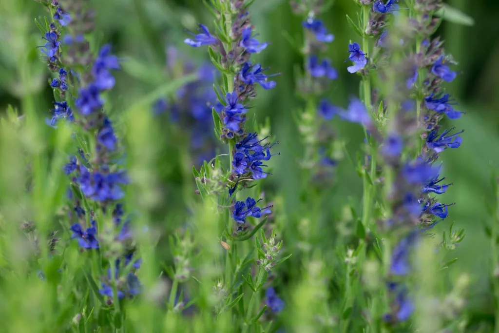 Hyssop Seed Pack