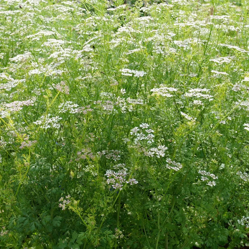Ladybird's Shelter Herbs Seed Collection