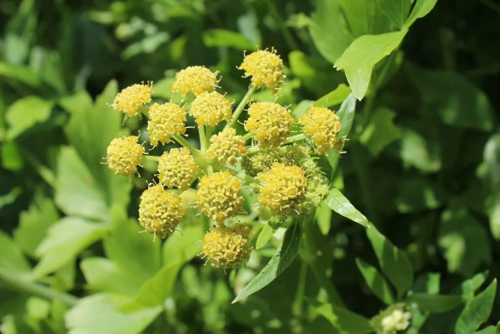 Lovage Seed Pack