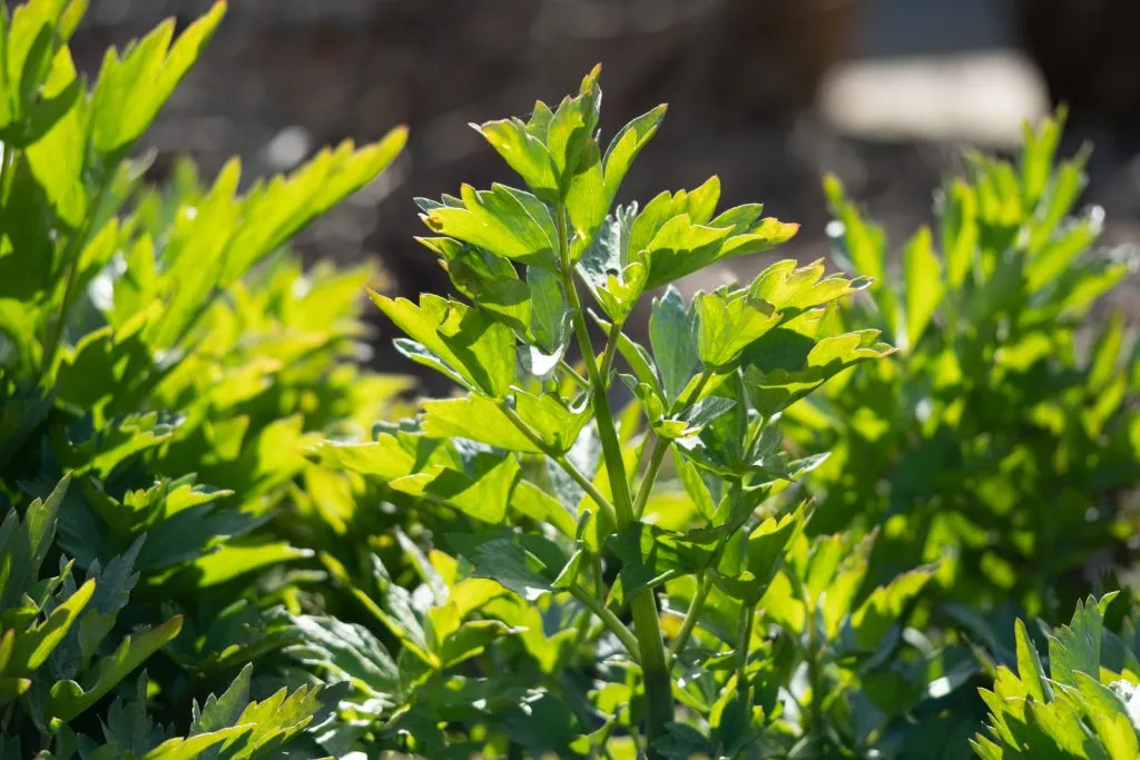 Lovage Seed Pack