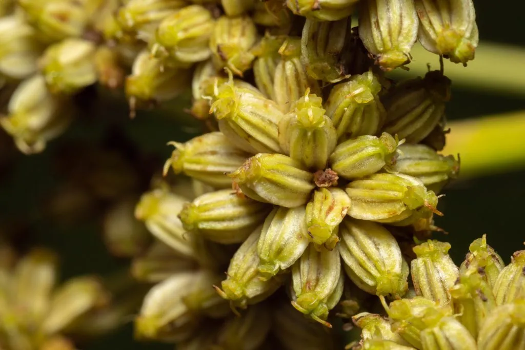 Lovage Seed Pack