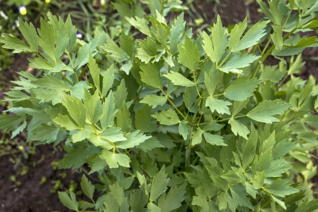Lovage Seed Pack