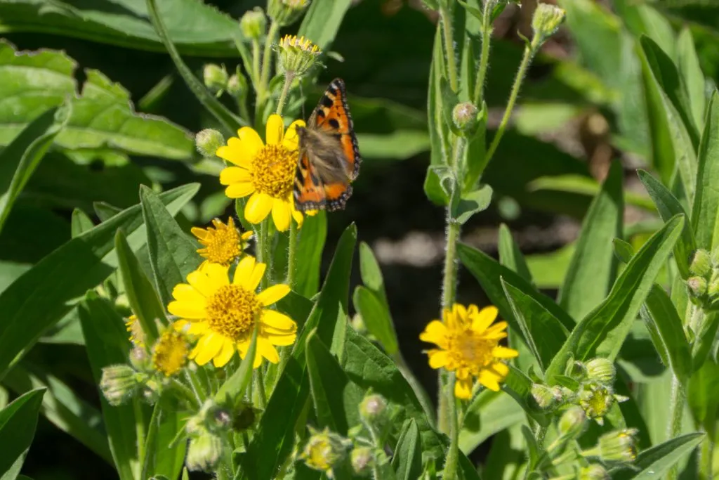 Meadow Arnica Seed Pack