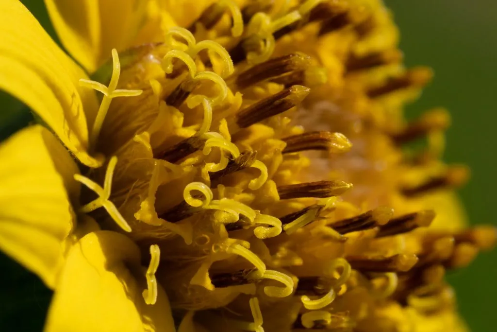 Meadow Arnica Seed Pack