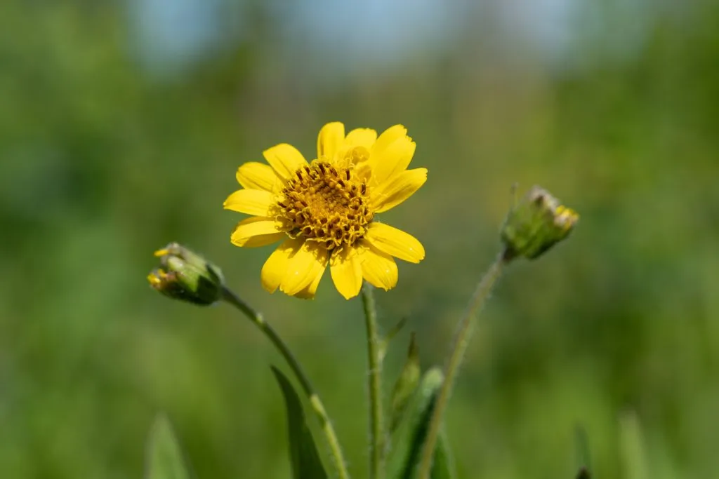 Meadow Arnica Seed Pack
