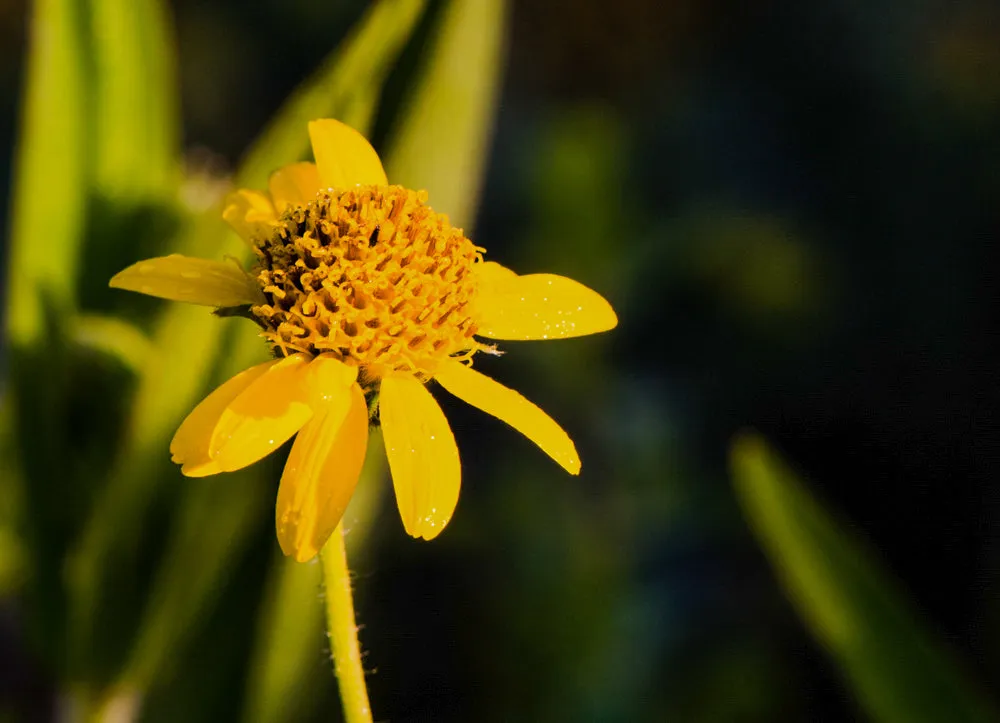 Meadow Arnica Seed Pack