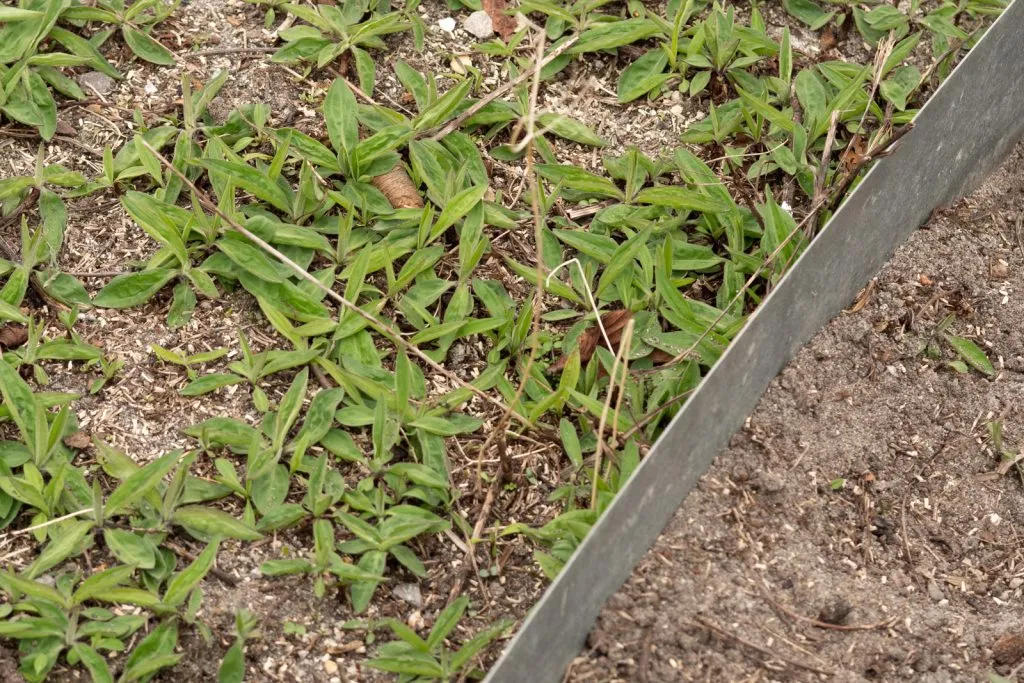 Meadow Arnica Seed Pack
