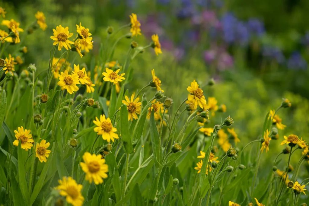 Meadow Arnica Seed Pack