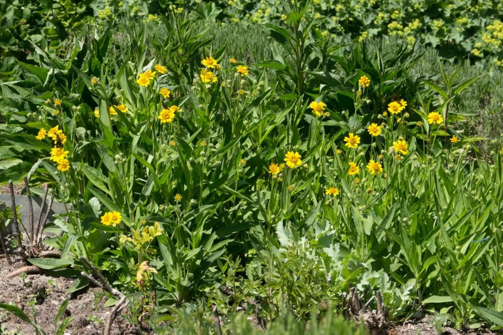 Meadow Arnica Seed Pack
