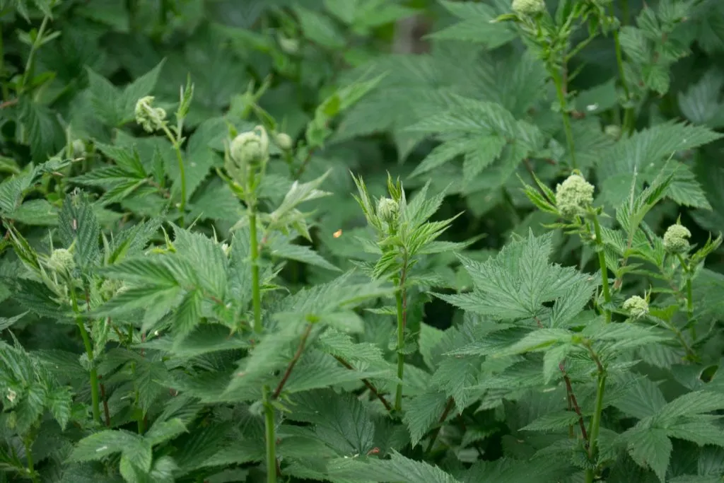 Meadowsweet Seed Pack