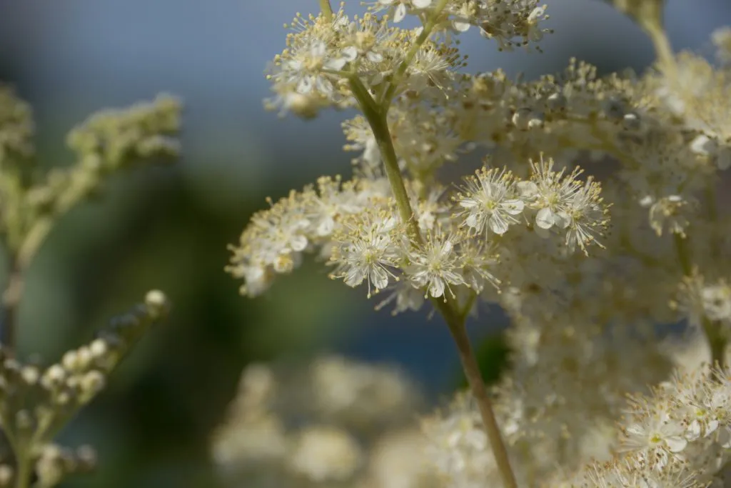 Meadowsweet Seed Pack