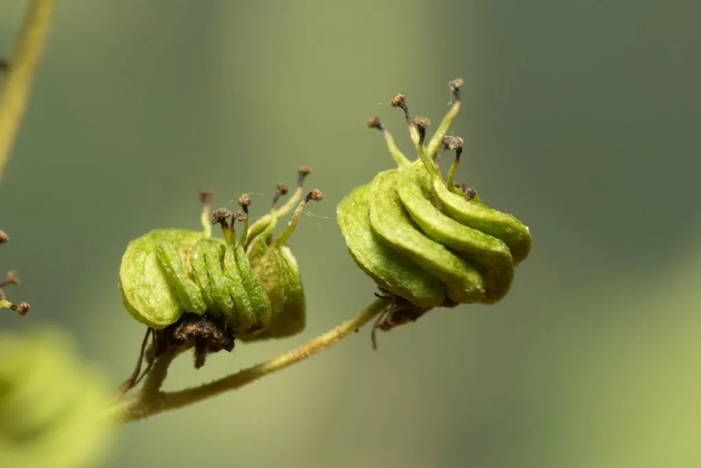 Meadowsweet Seed Pack