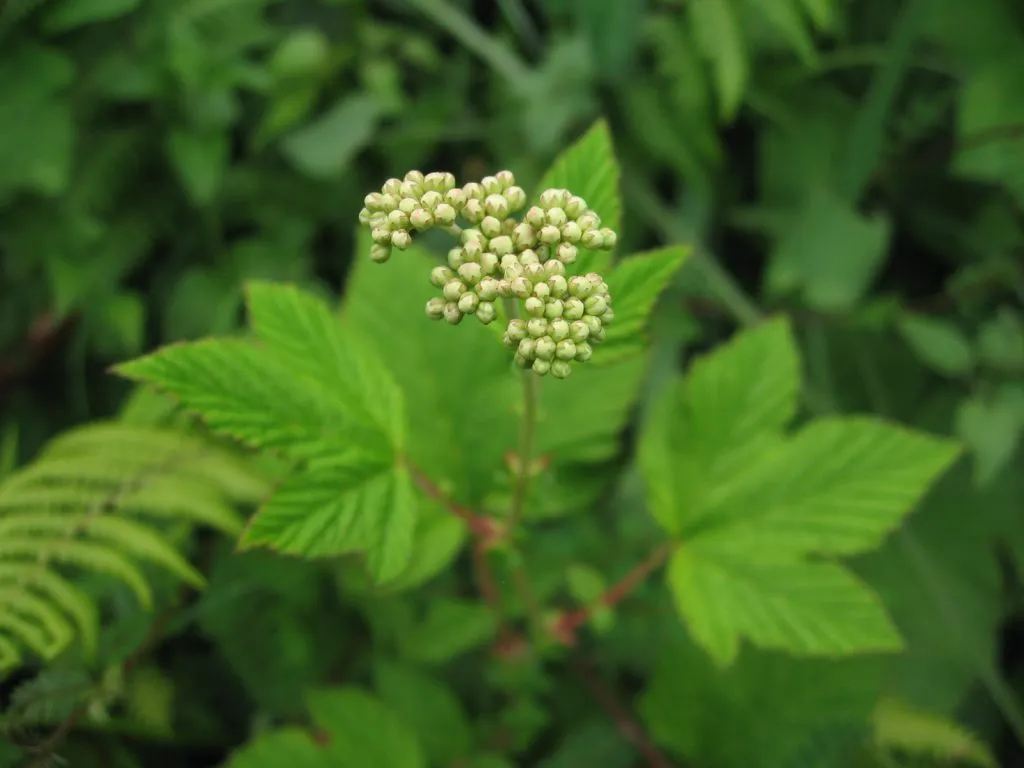 Meadowsweet Seed Pack