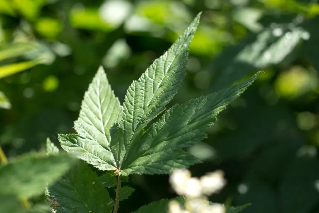 Meadowsweet Seed Pack