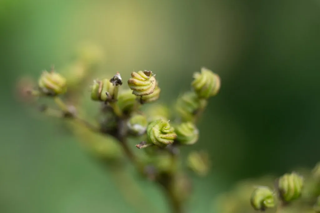 Meadowsweet Seed Pack