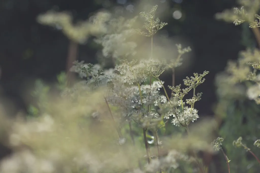 Meadowsweet Seed Pack