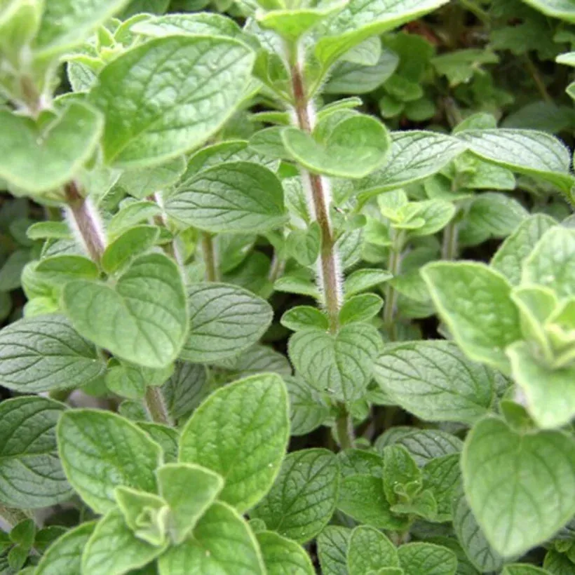 Mediterranean Herbs Seed Collection