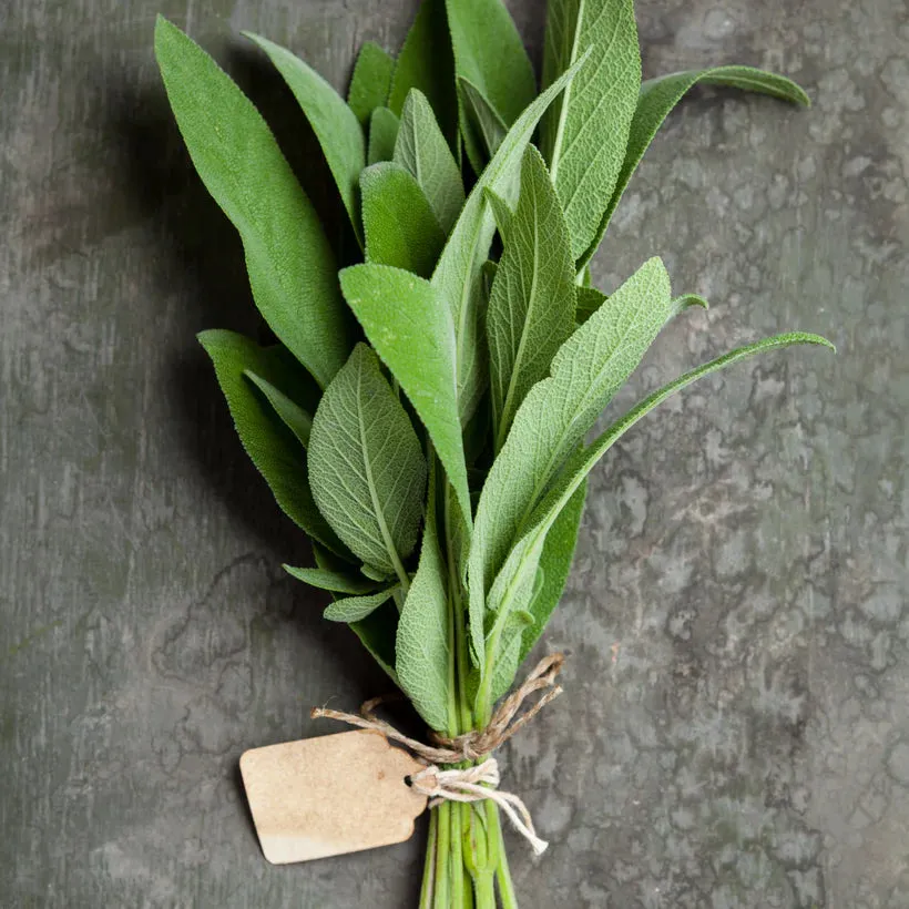 Mediterranean Herbs Seed Collection