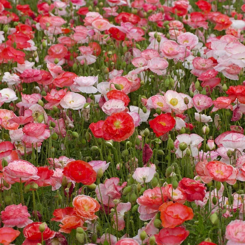 Old Flowers Meadow Seed Collection