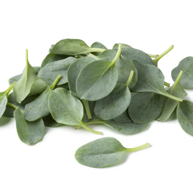 Specialty Leaves Seed Collection