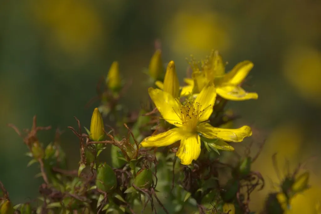 St John's Wort Seed Pack