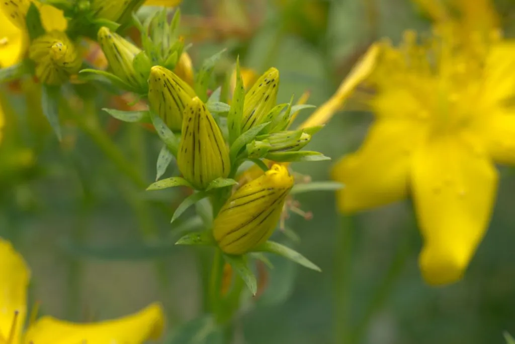 St John's Wort Seed Pack