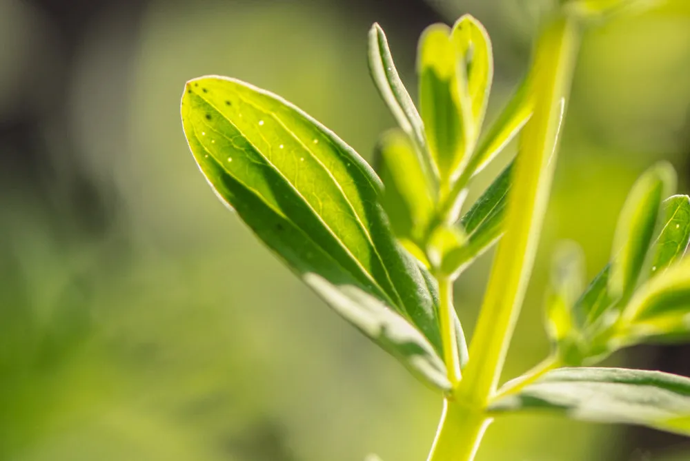 St John's Wort Seed Pack