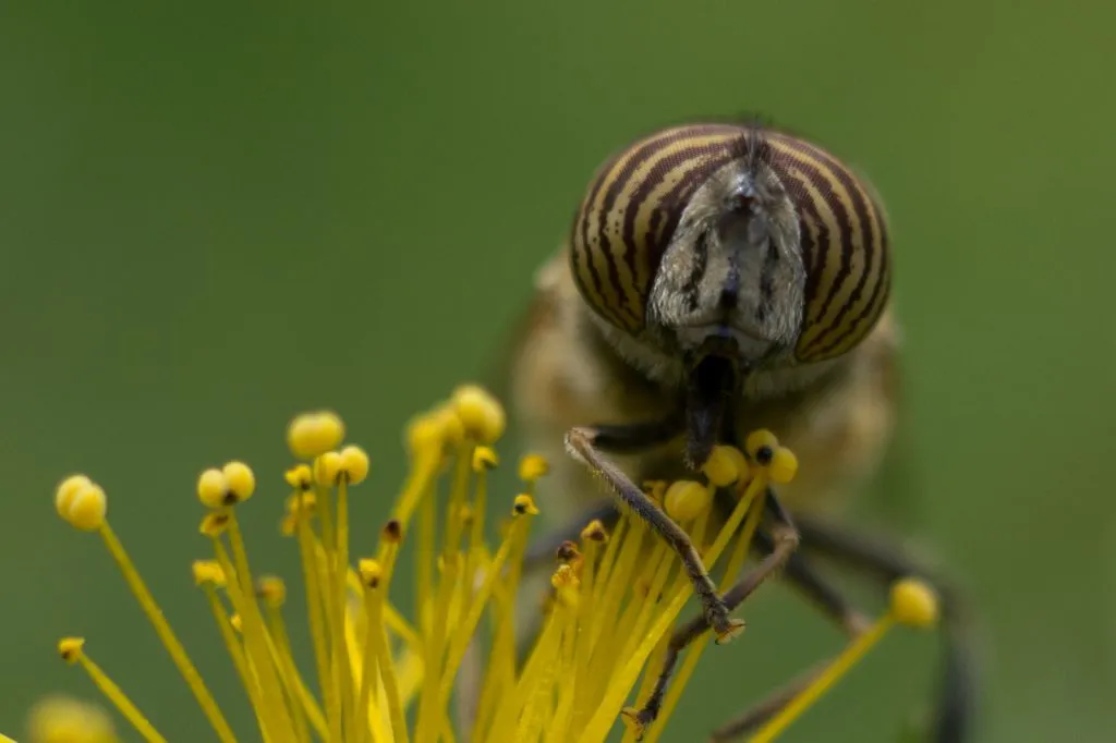 St John's Wort Seed Pack