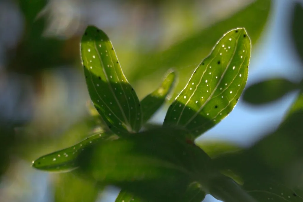St John's Wort Seed Pack