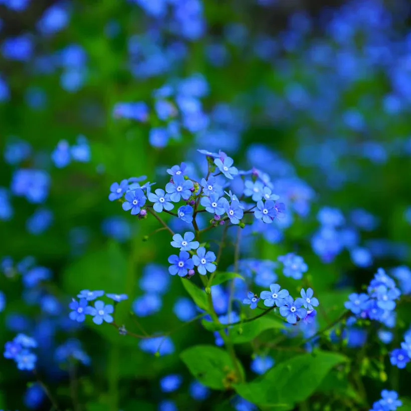 Sweet Love Flowers Seed Collection