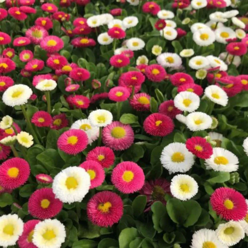 Sweet Love Flowers Seed Collection
