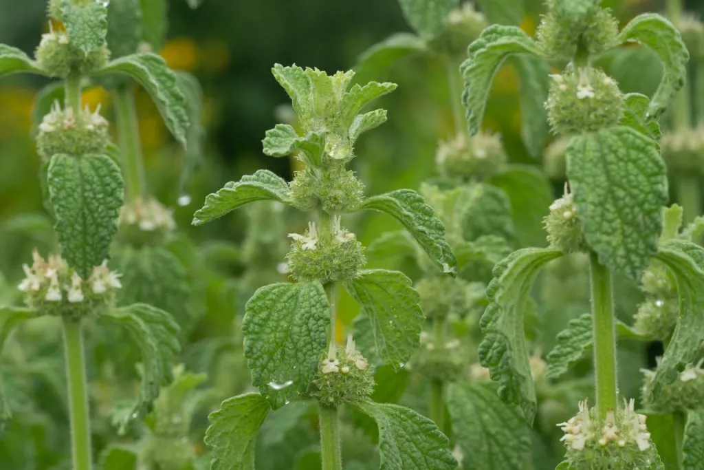 White Horehound Seed Pack