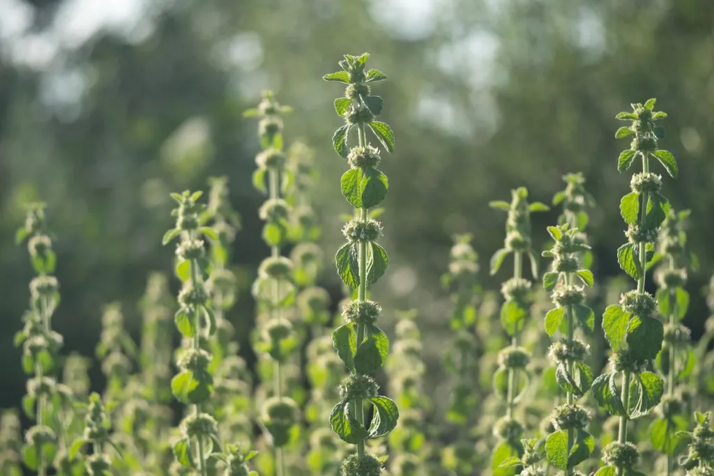 White Horehound Seed Pack