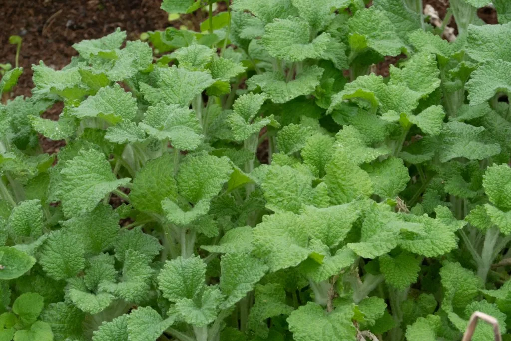 White Horehound Seed Pack