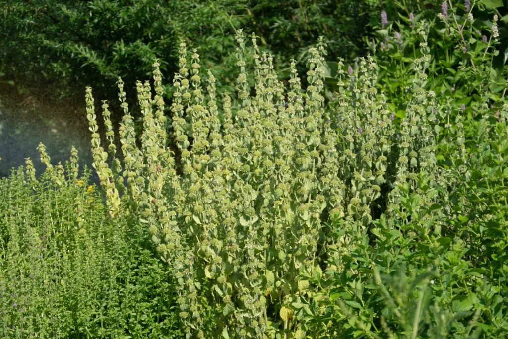 White Horehound Seed Pack