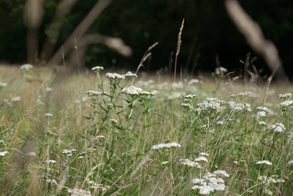 Yarrow Seed Pack