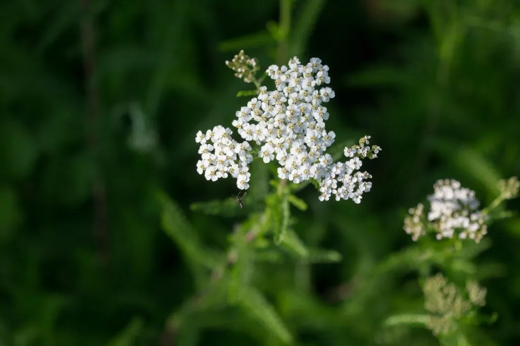 Yarrow Seed Pack