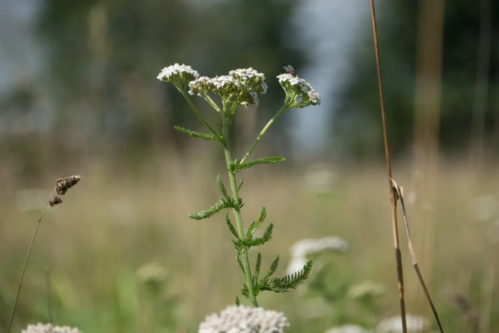 Yarrow Seed Pack