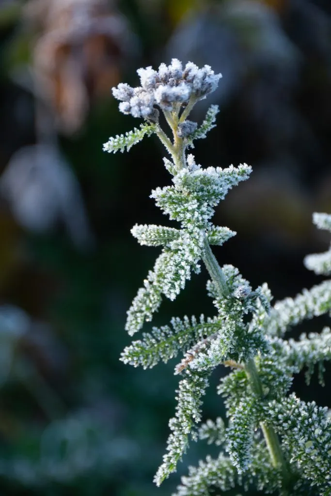 Yarrow Seed Pack