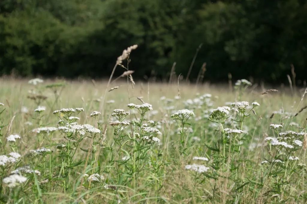 Yarrow Seed Pack